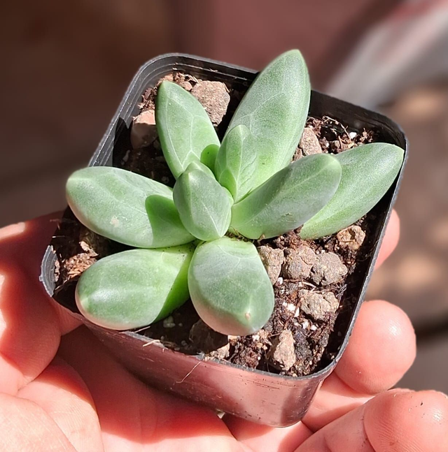 D50 . Pachyphytum 'Chiseled Stones'