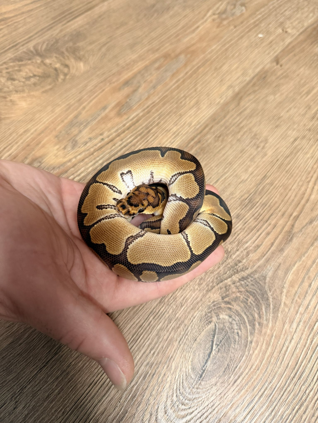 CB26 Clown Male