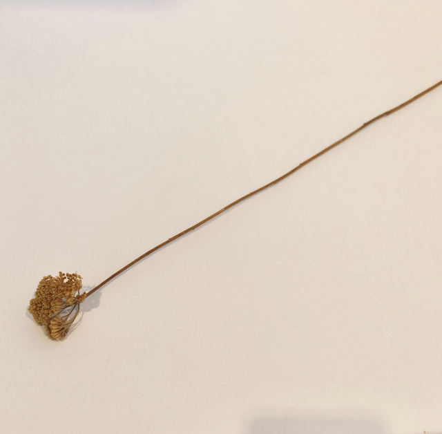 Achillée séchée – Fleur plate et naturelle pour compositions florales champêtres et texturées