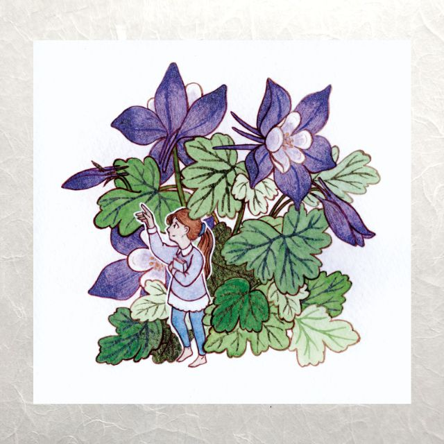 Herbarium - Columbine