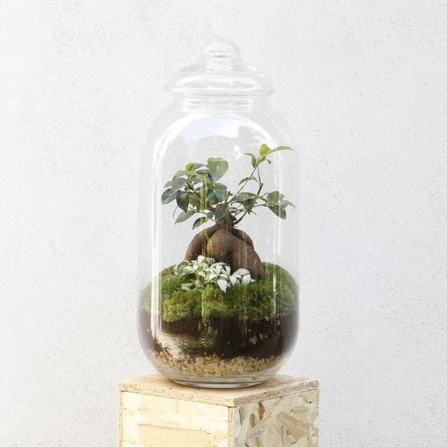 Terrarium Cloche grande con Ficus Ginseng 