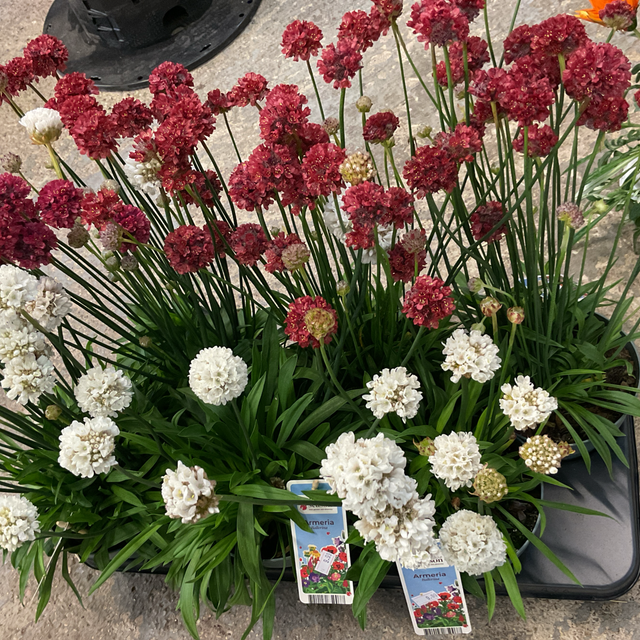 Armeria