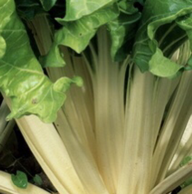 Blette à carde Blanche Bio