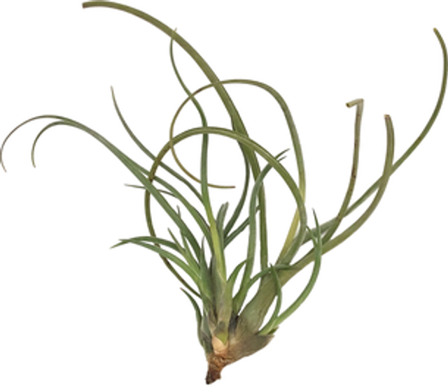 Tillandsia baileyi