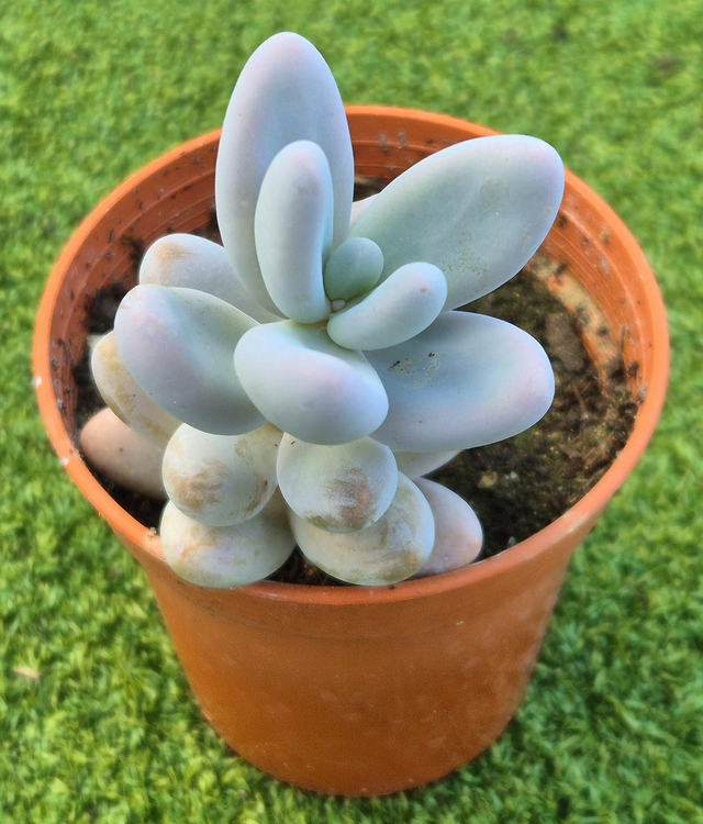Sedum 'Craigii' (Rare)
