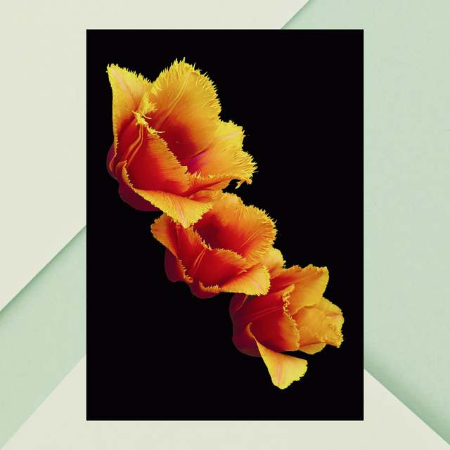 Impression de Tulip Fleurs à Franges Oranges / Orange Fringed Flowers Art Print: Décoration Murale Florist 
