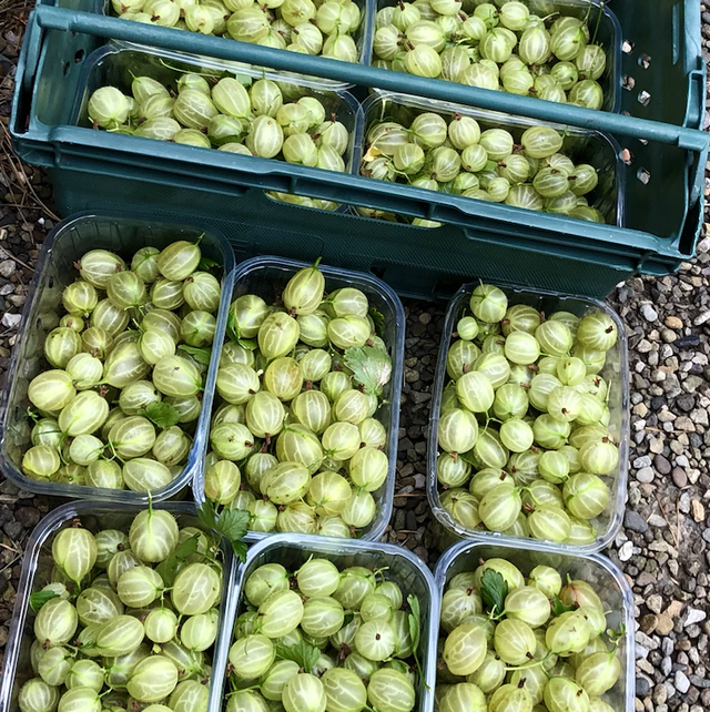 Gooseberry & Fennel Seed Jam