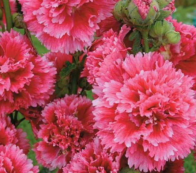 Hollyhock Fiesta Time