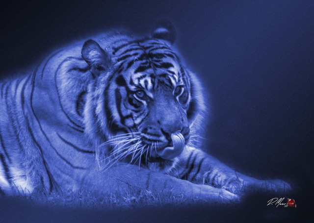 21*30 Tigre langue