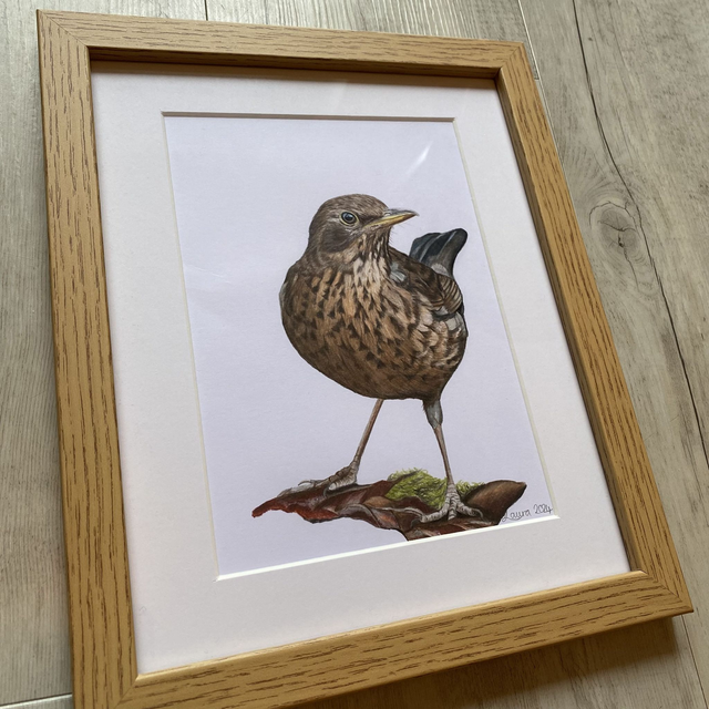 Blackbird Original Drawing