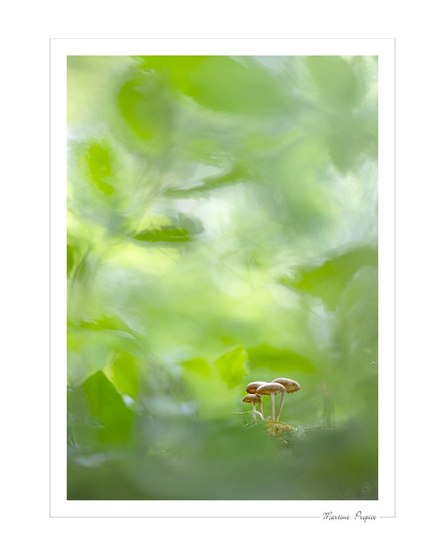 C229 - Au ras du tapis forestier