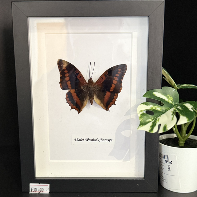 Violet Washed Charaxes