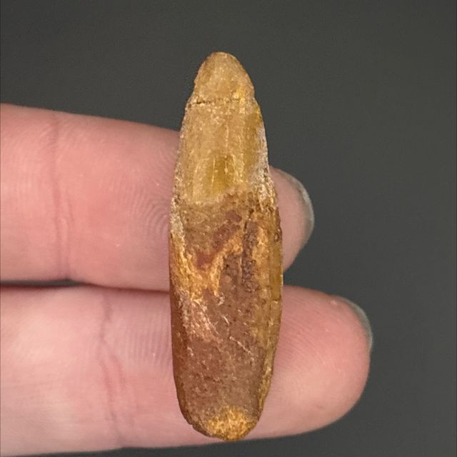 Rebbachisaurus Tooth