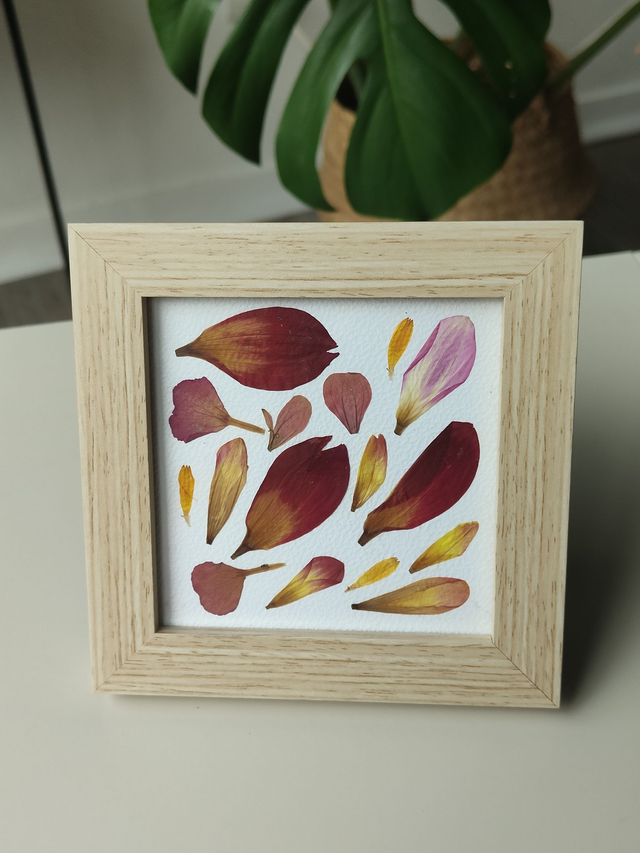 Herbier de fleurs pressées