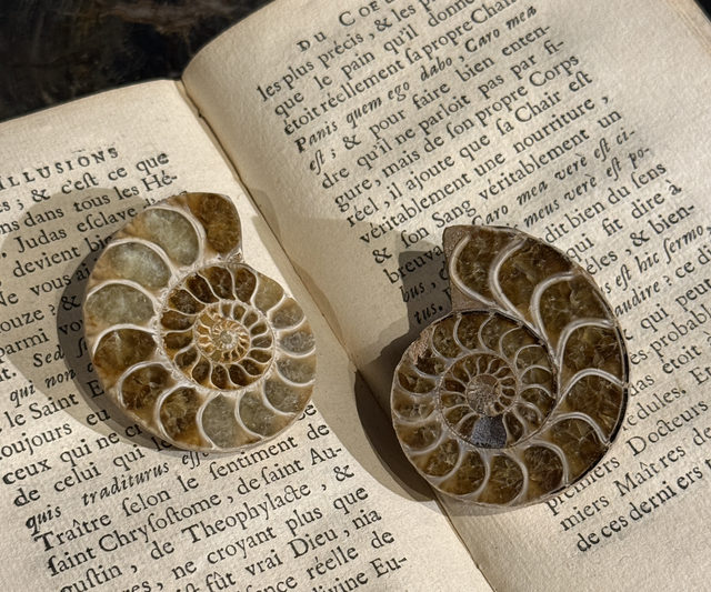 Paire de demi-ammonites polies 006