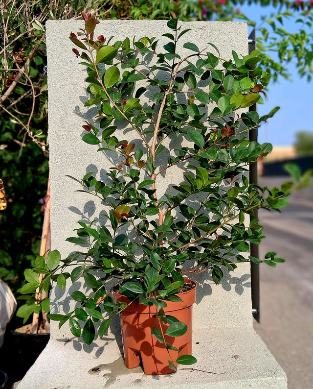 Q07 . Eugenia Newport