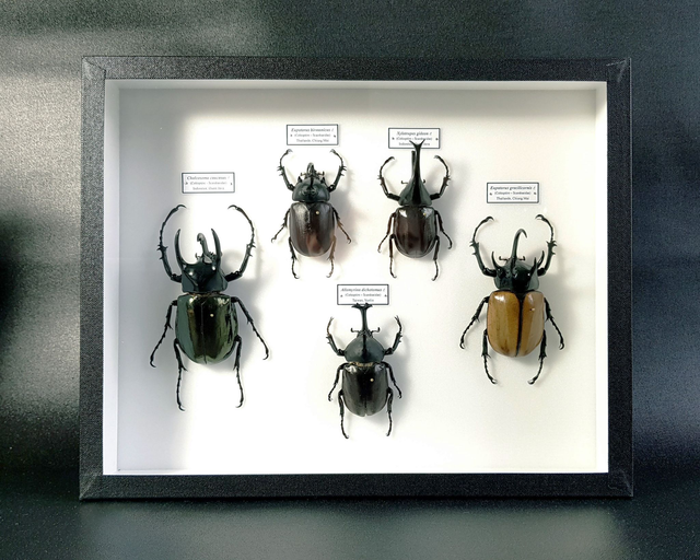 Collection de dynastes 