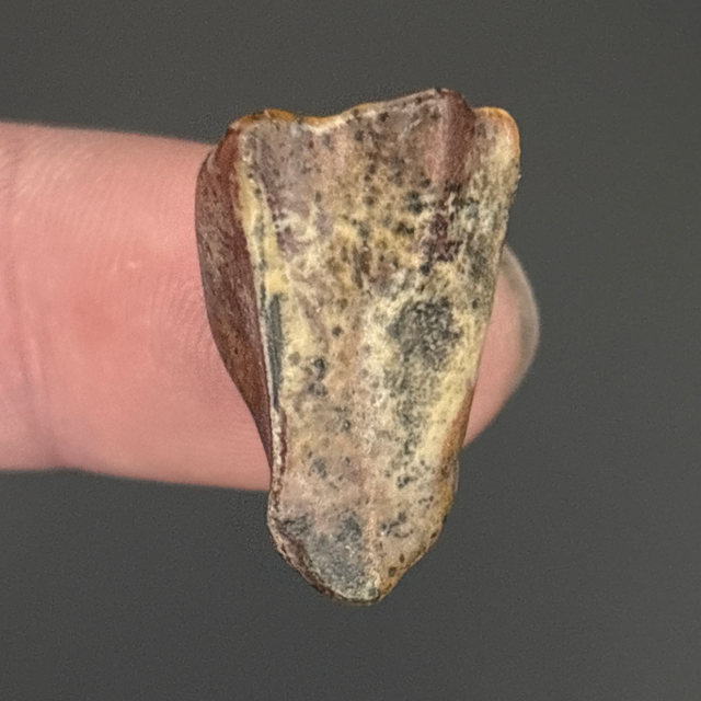Ouranosaurus Tooth Fragment 