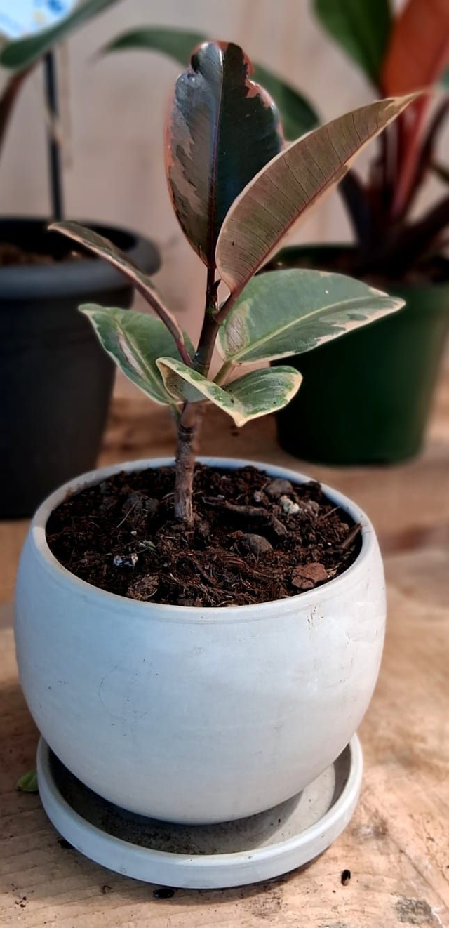 C107 . Ficus elastica 'Tineke' in Luna Granit di CorinoBruna