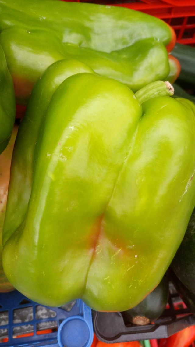 Pimiento lamuyo verde