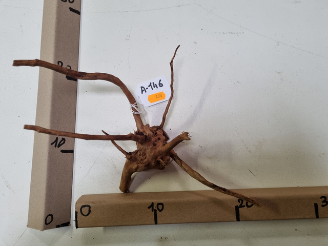 Racine araignée A-146