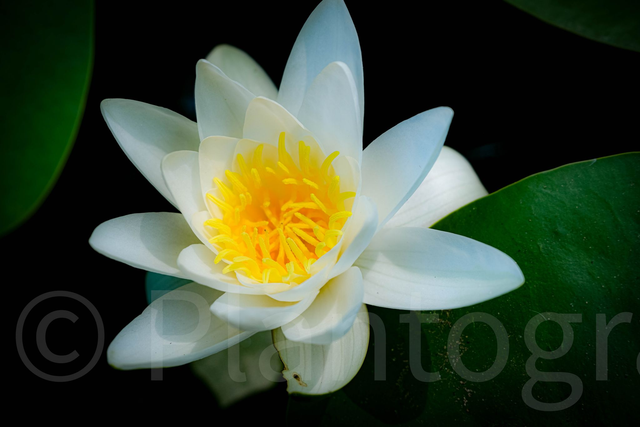 Delicate - limited edition poster print.