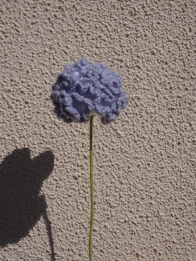 Œillet blanc et violet 