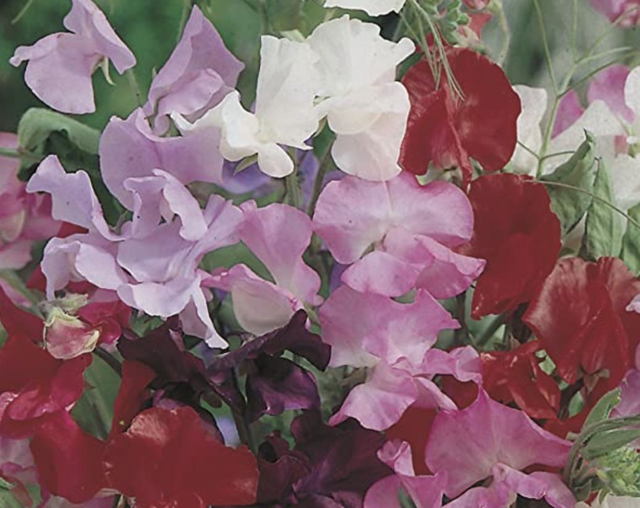 Sweet Pea Royal Mixed