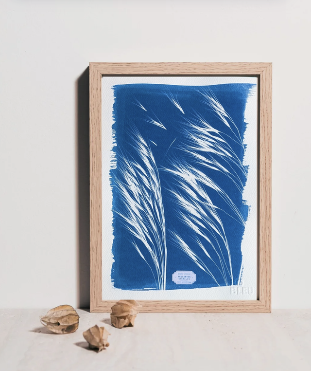 Cyanotype Anisantha (A4 21x29,7 cm) - n°348 - sans cadre