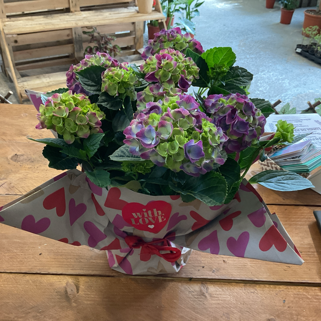 Hortensia