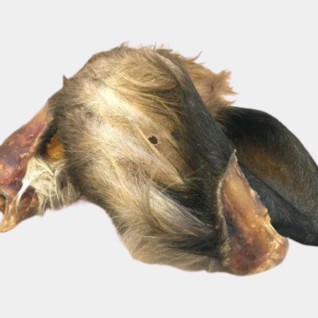 Hairy Cows Ear🐂🐃🐄