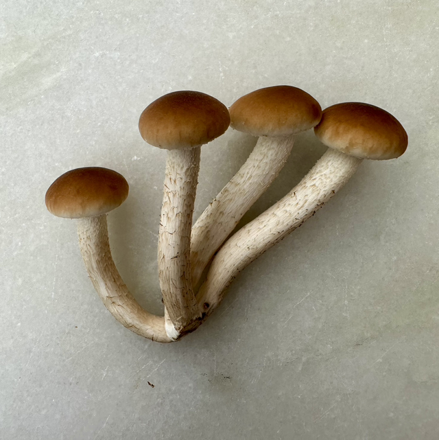 Pioppino (Agrocybe aegerita)