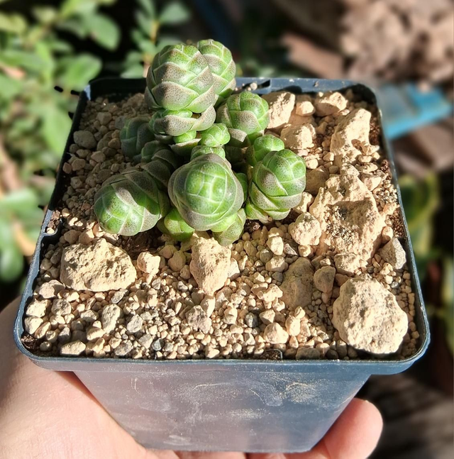 D114 . Crassula barklyi