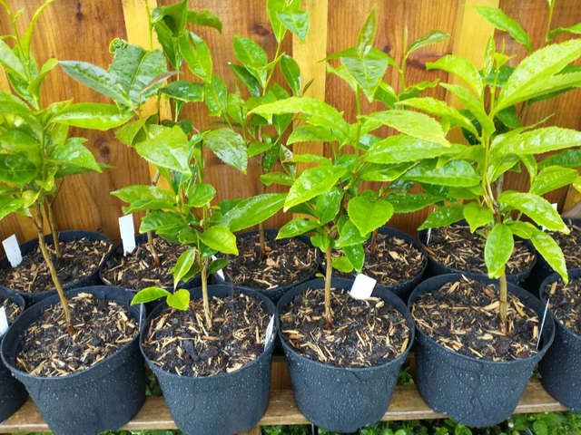 Hardy Tea Plants - Camellia Sinensis Var Sinensis