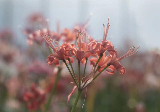 Almost Standing to Attention - Nerine Sarniensis
