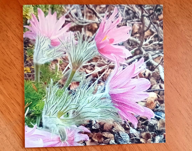 Pulsatilla flower