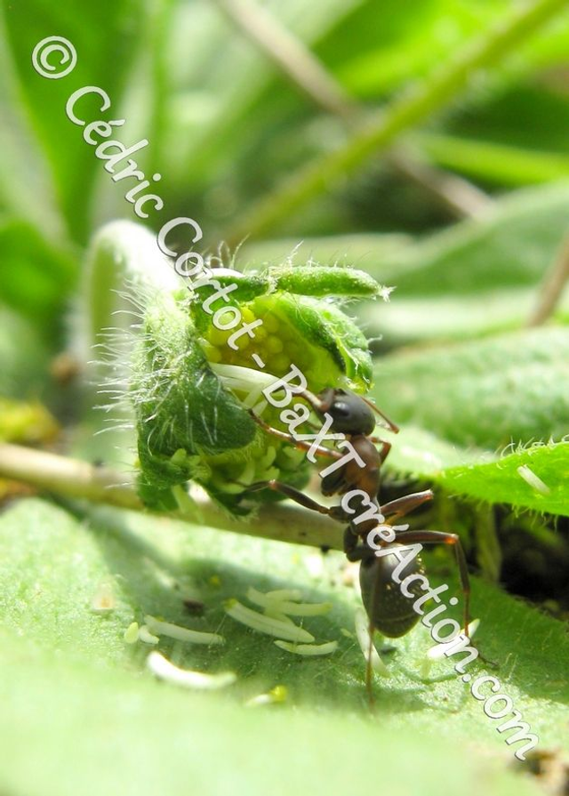 2 - Carte postale - Le petit monde du Vivant (Ref IMG_0924)