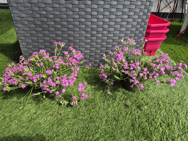 Saponaire Bressingham pink pot 12cm