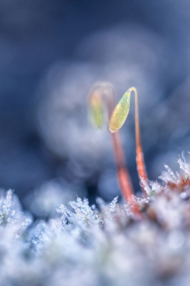 FEERIE-007 - Les Yunwi Djunsti