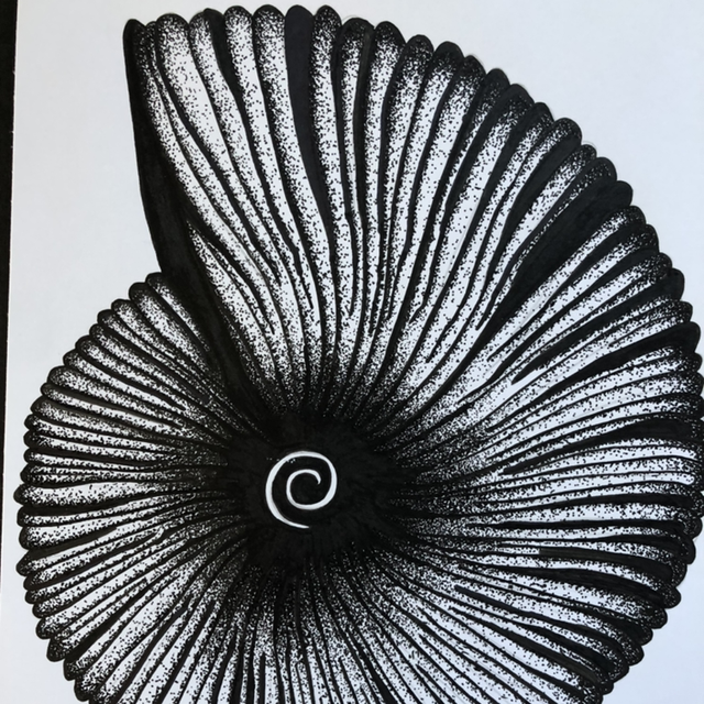 Coquillage en spirale - 21 x 27 cm - encadrement noir &amp; bois 
