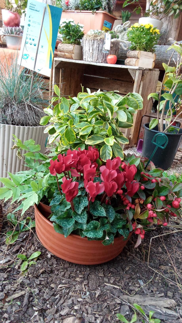 Élégance d'automne