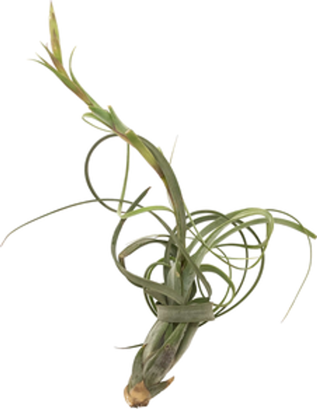 Tillandsia balbisiana