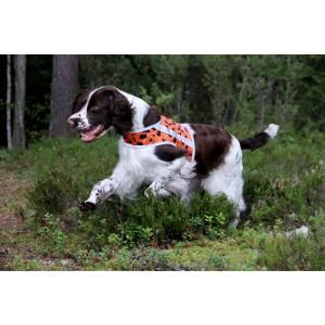 Brava BOOSTER Koiran huomioliivi, Oranssi-forest