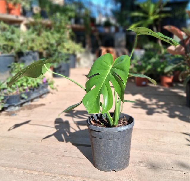B72 . Monstera Deliciosa vaso 18