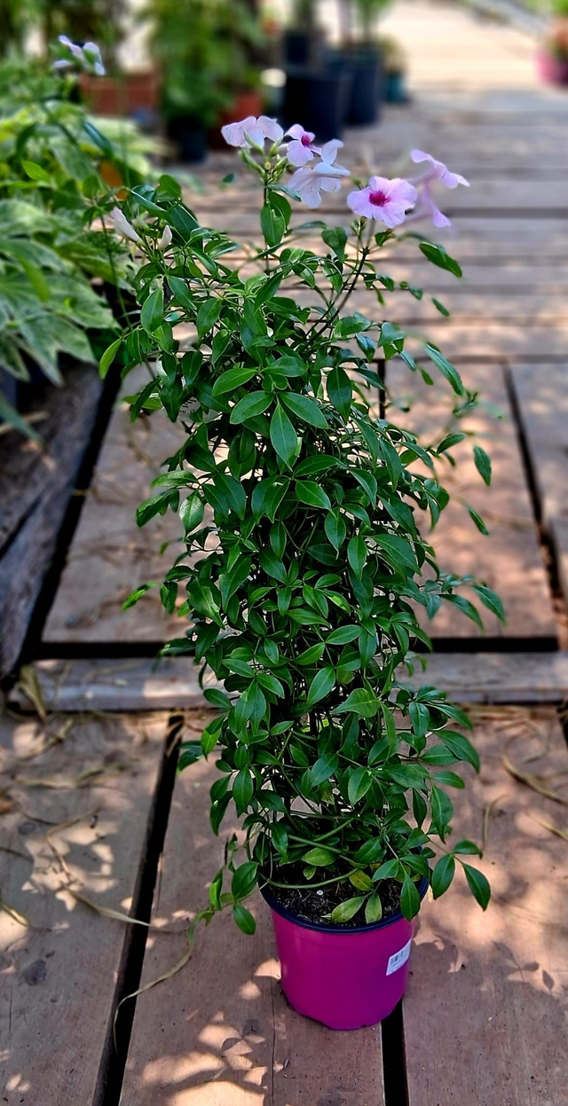 Q05 . Pandorea Jasminoides (Bignonia australiana)