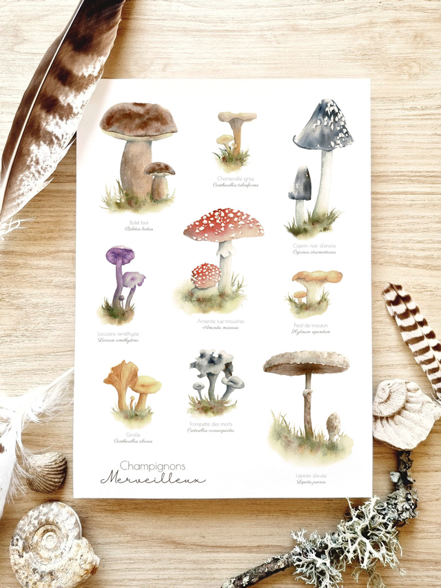 Affiche "Champignons Merveilleux"