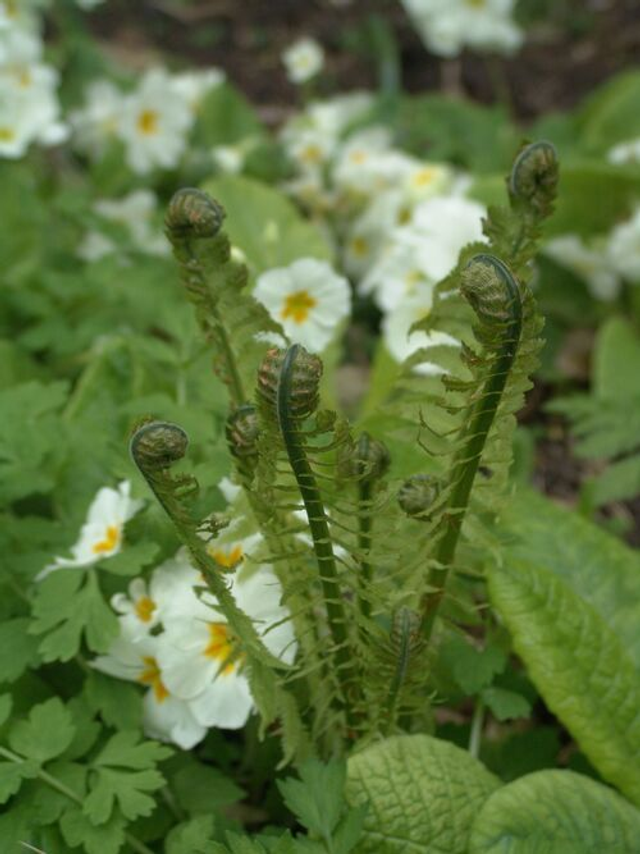 Matteuccia struthiopteris - Shuttlecock/Ostrich Fern 