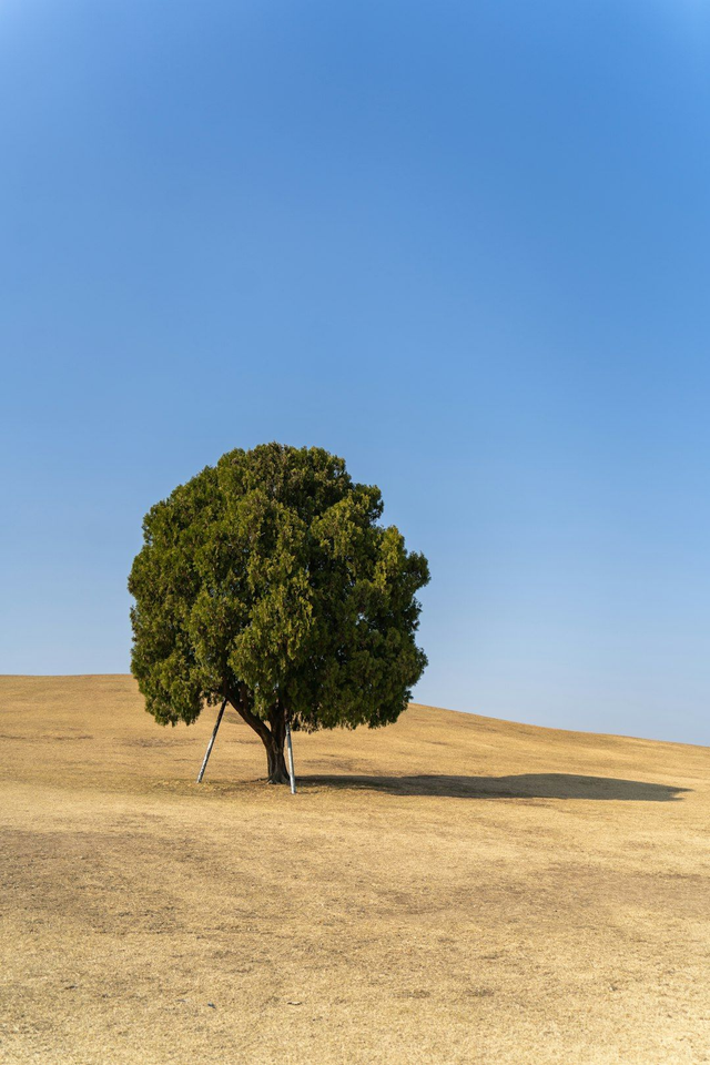 Split Payment - Legacy Gift #2 