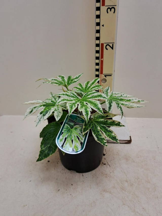 B19 . Fatsia japonica 'Spider's Web'