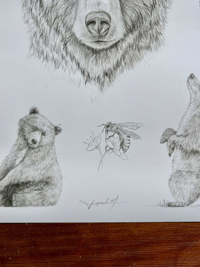 "Ursus arctos " - tirage d'art A3